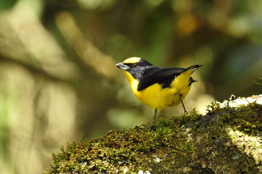 Colombia Birdhouse image