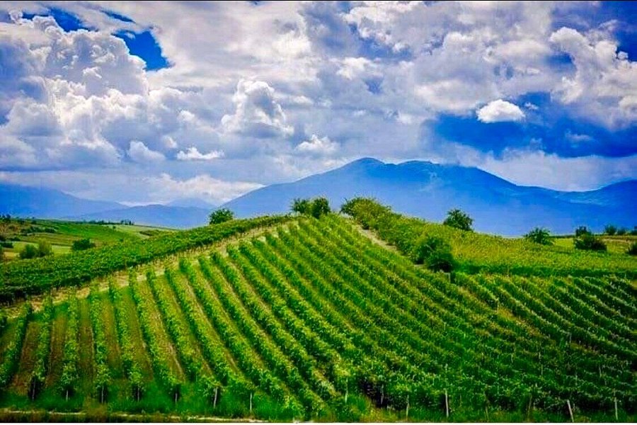 Kosova Wine Rahovec Vineyards image