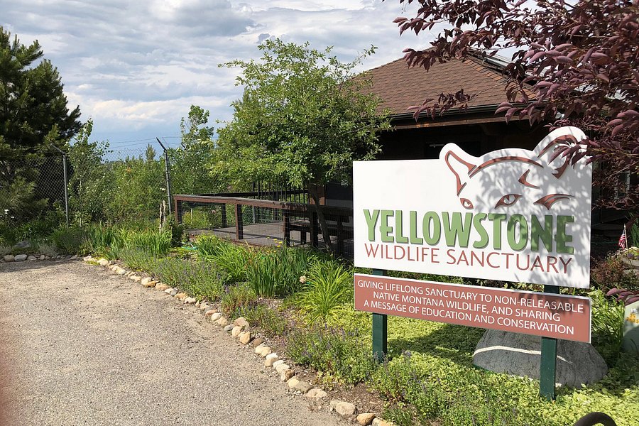 Yellowstone Wildlife Sanctuary image