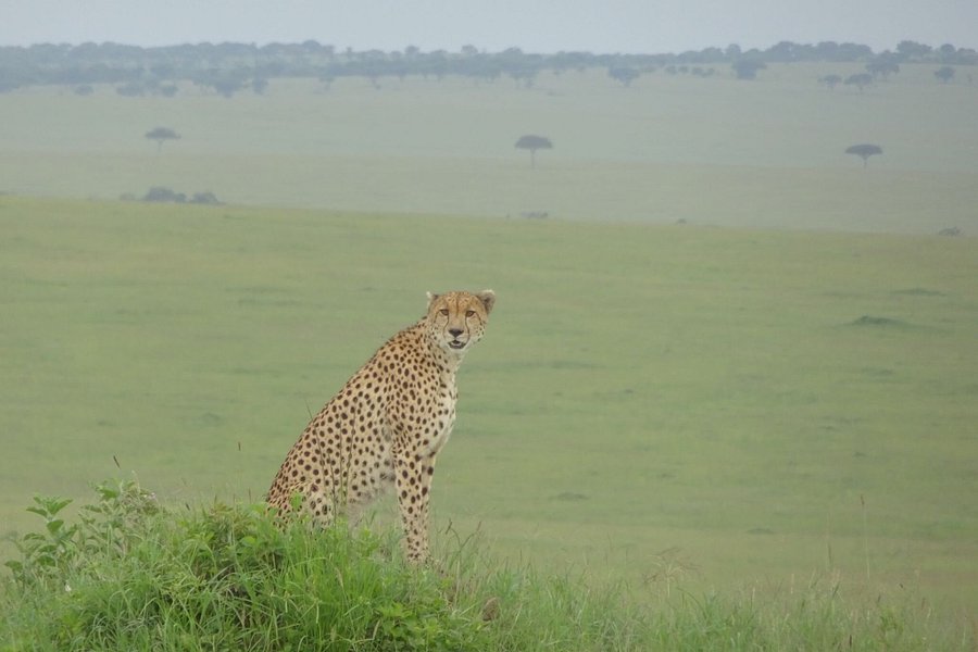 Vis-Bro Safaris image