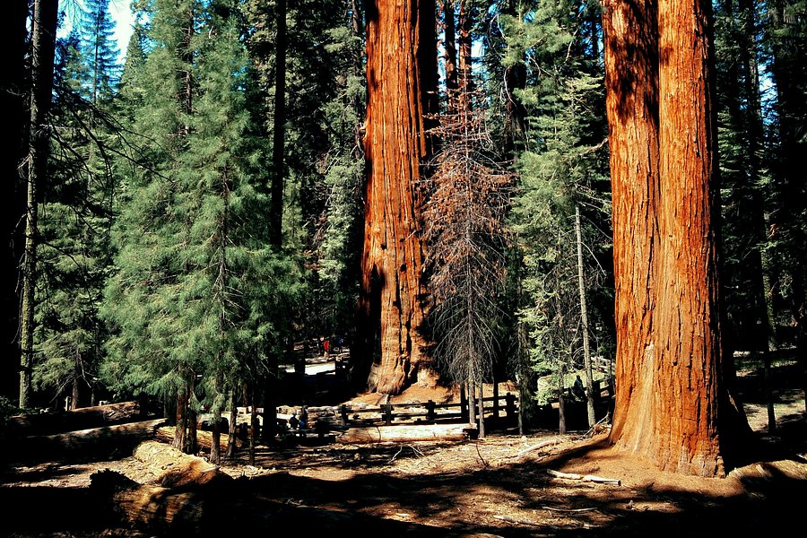 Good Trip Adventures Sequoia image