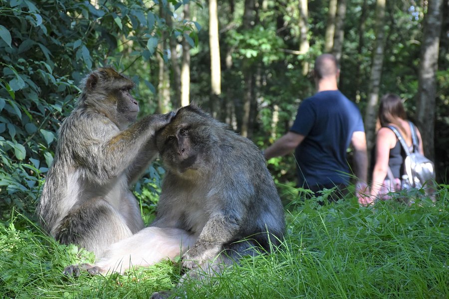 Trentham Monkey Forest image