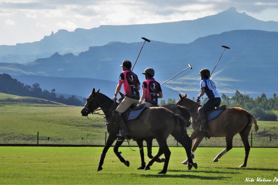 Absolute Polo image