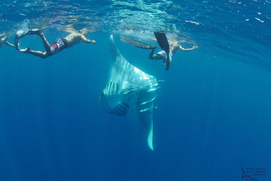 Les Baleines Rand'eau image