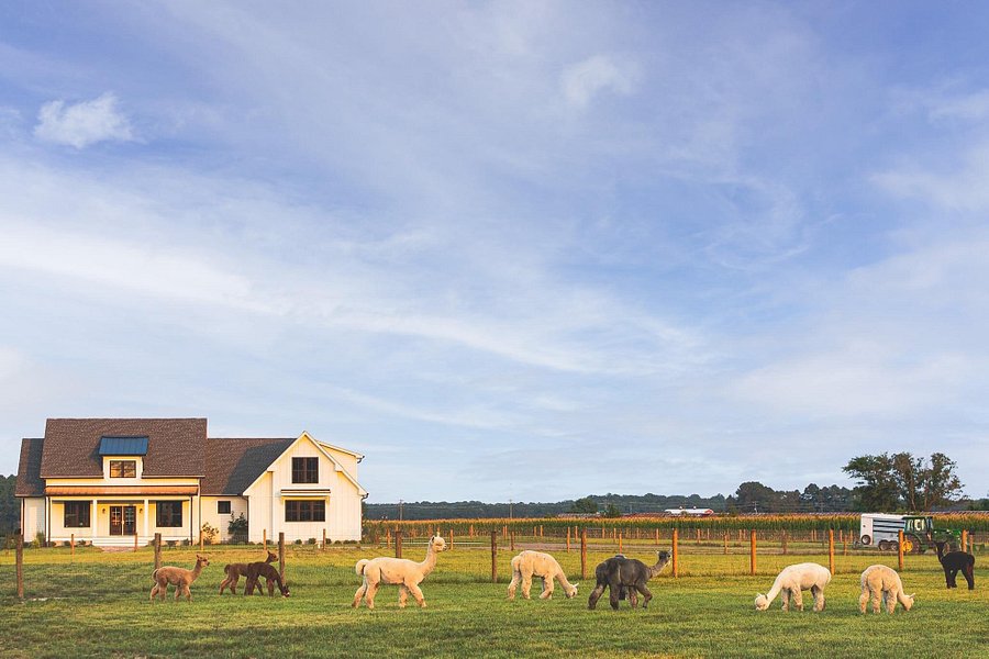 Four Acres Living Alpaca Farm image
