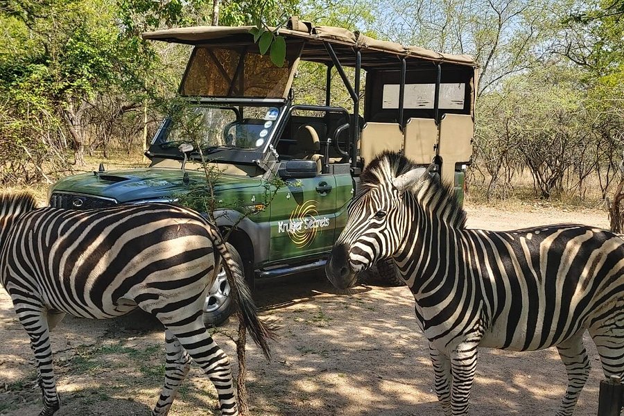 Kruger Secrets Safaris image