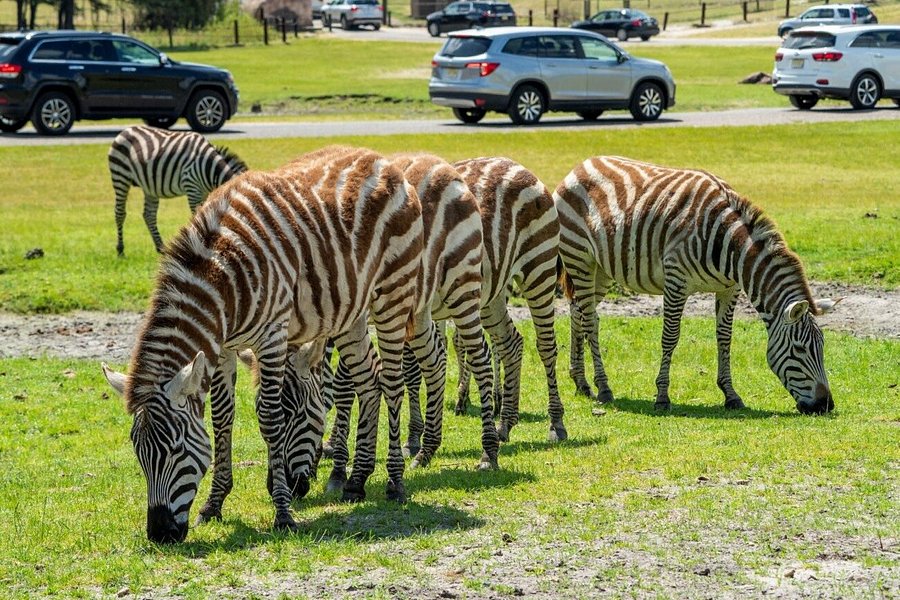 Six Flags Wild Safari Drive-Thru Adventure image