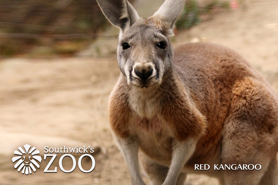 Southwick's Zoo image