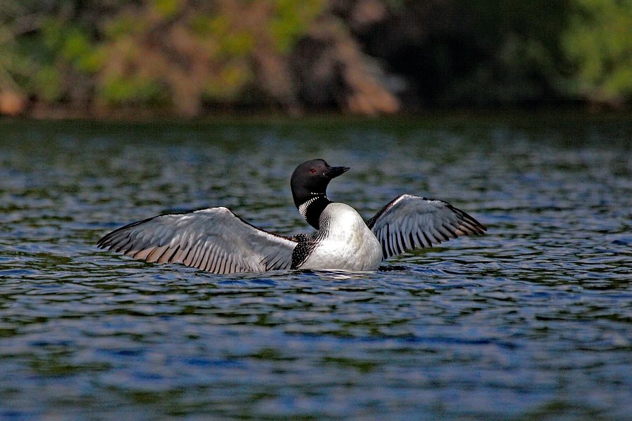 Adirondack Center For Loon Conservation image