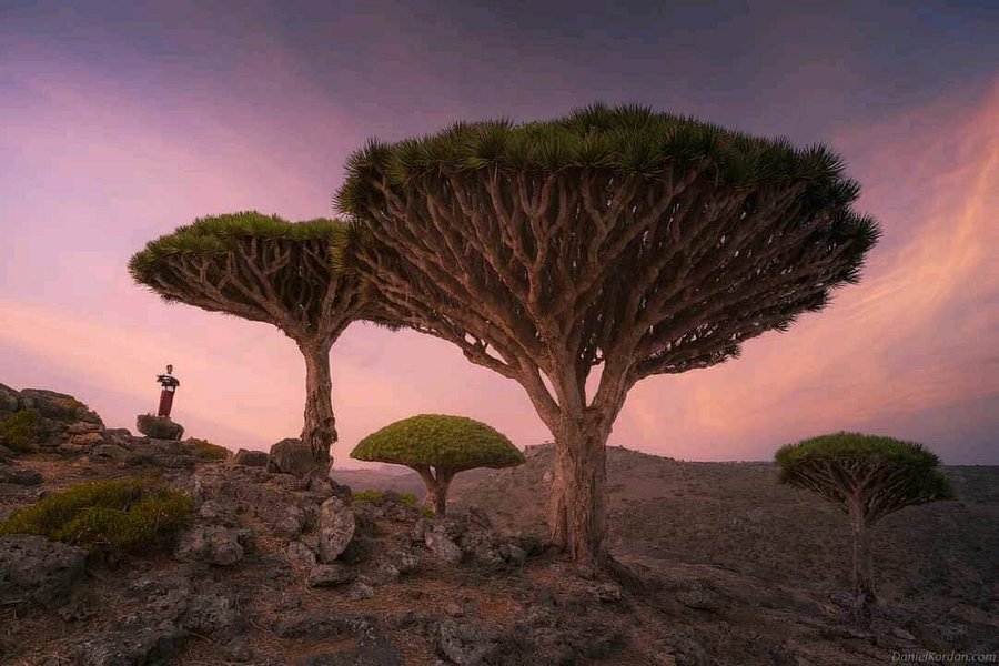 Socotra Holidays and Tours image