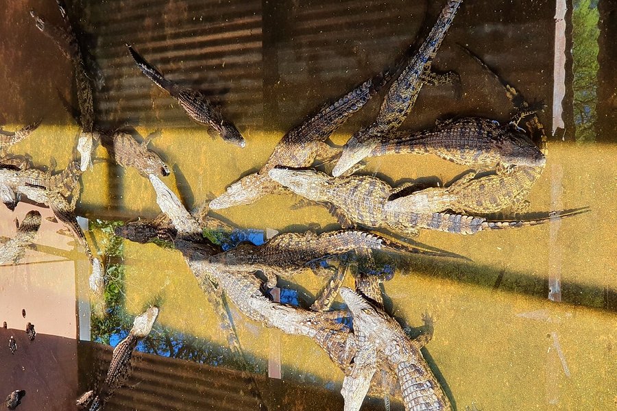 Chobe Crocodile Farm image