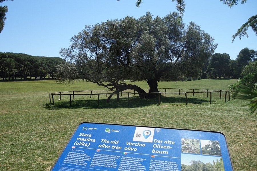 The Old Olive Tree On Brijuni image