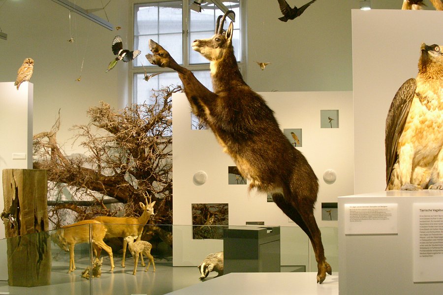 Naturmuseum Winterthur image