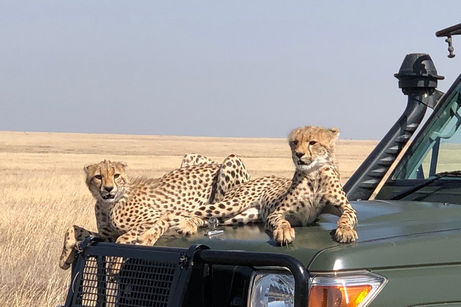 One-way Tours and Safaris image