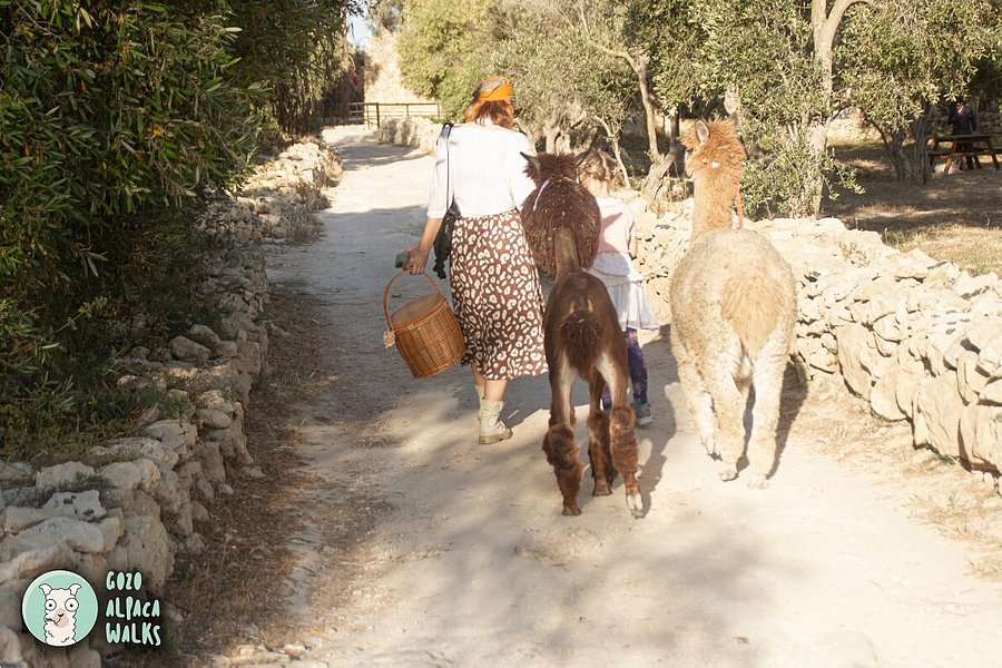 Gozo Alpaca Walks image