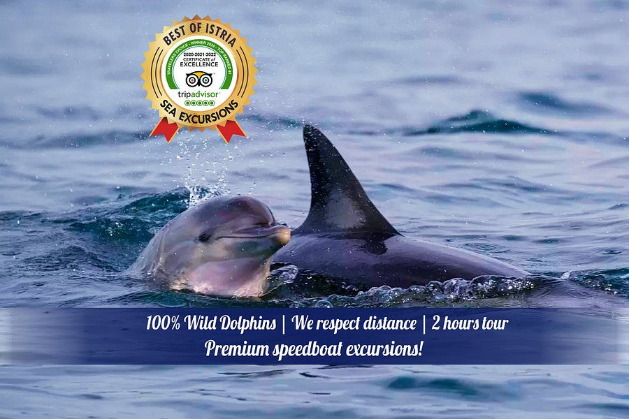 Dolphin Tours Istria image
