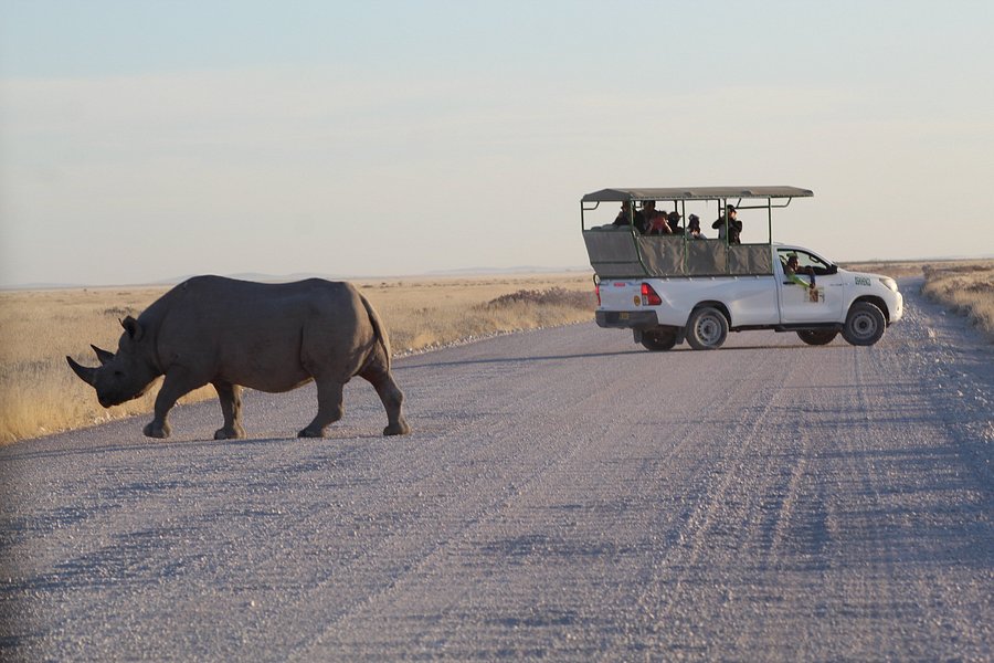Safari In Etosha national park with yavola tours, Namibia image