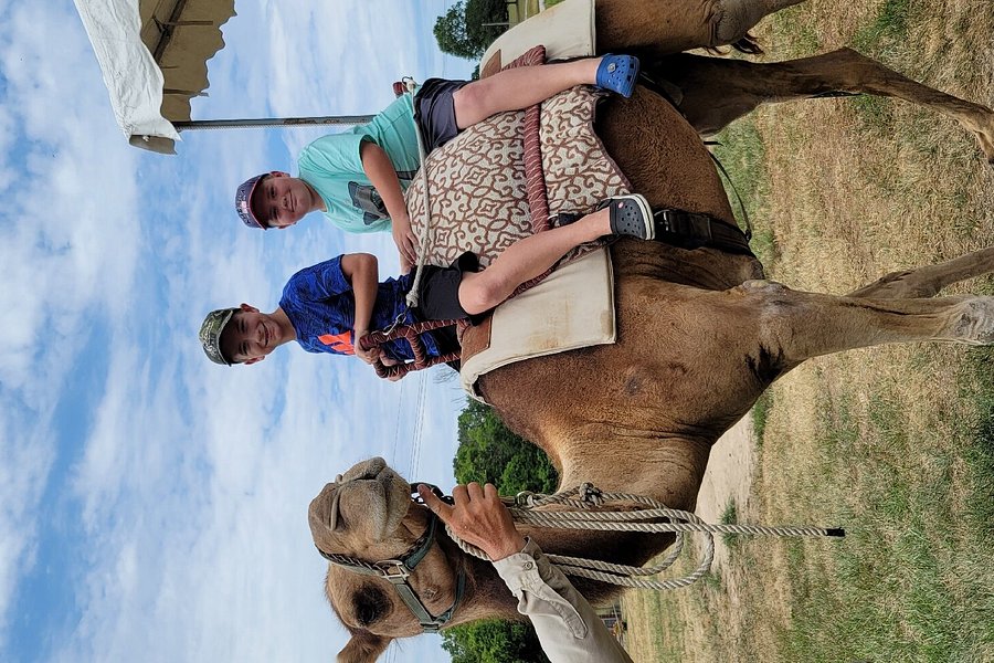 R & P Camel Ride image