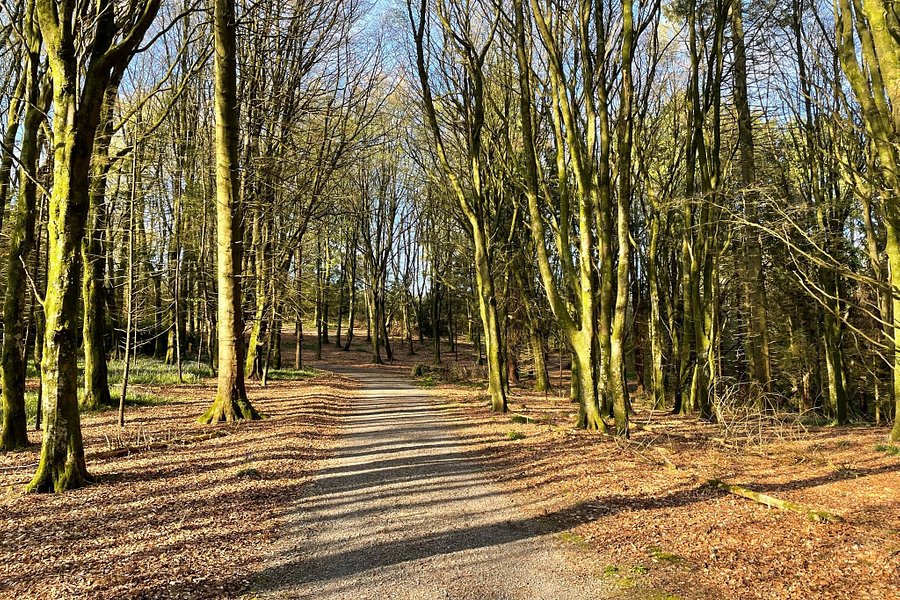 Rossmore Forest Park, Monaghan image