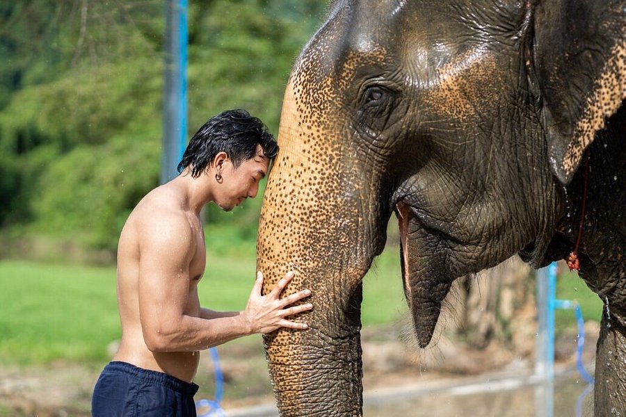 Phuket-Phang Nga Elephant Care Camp image