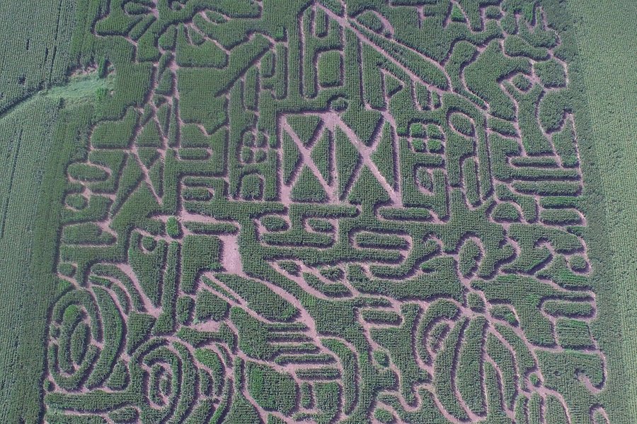 Big Springs Farm Pumpkins & Corn Maze, LLC. image