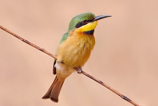 Senegambia Birding image