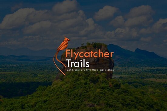 flycatcher trails.com image