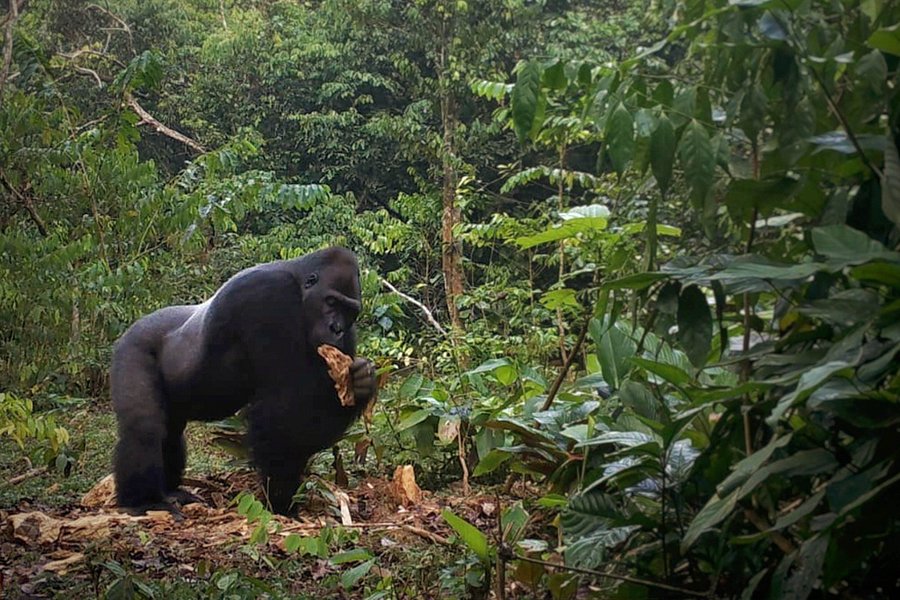 Silverback Expeditions Cameroon image