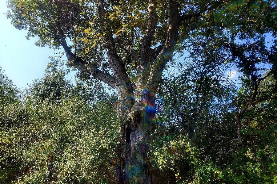 Devil's Tree image