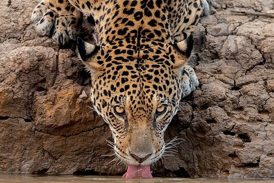 Henrique Olsen - Wildlife Photography and Jaguar Safaris image