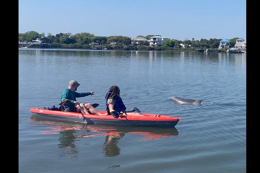 Dolphin and Manatee Adventure Tour of Sarasota area with Olde Florida History image