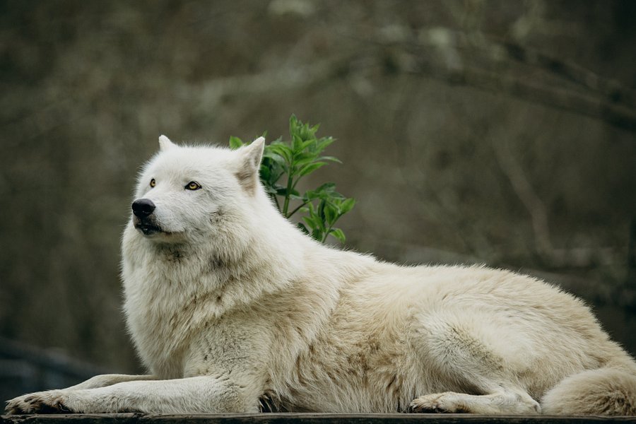 White Wolf Sanctuary & Educational Facility image