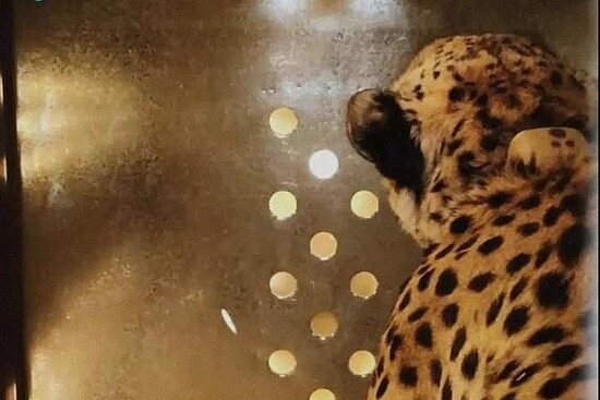 Cheetah Safari India image