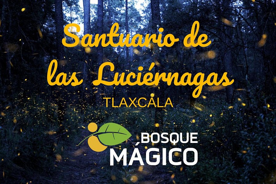 Santuario de las Luciernagas - Bosque Magico image