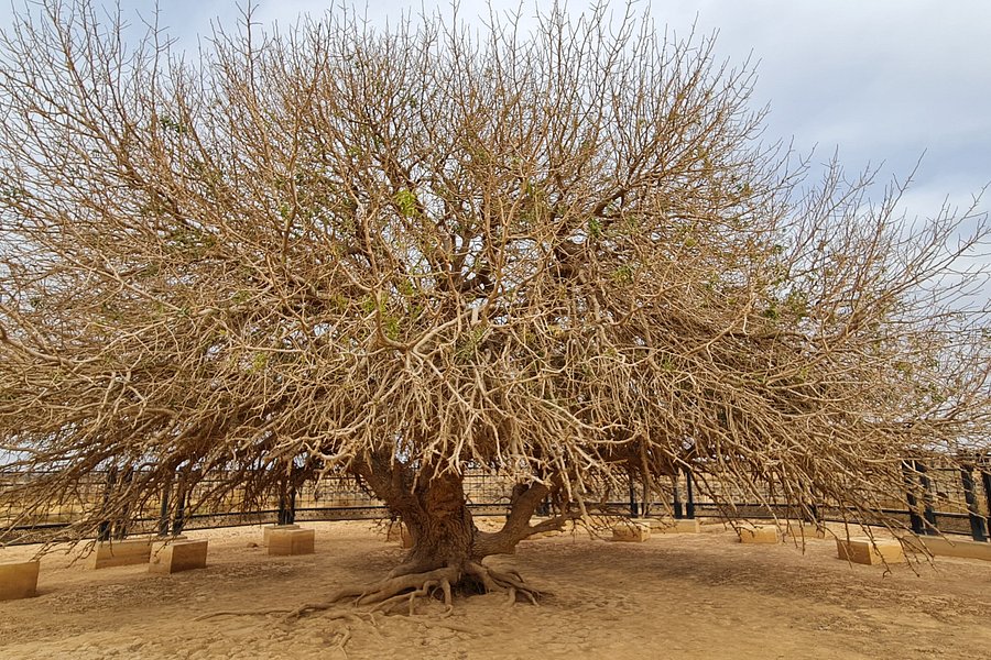 Tree of Al Buqayawiyya (The Blessed Tree) image