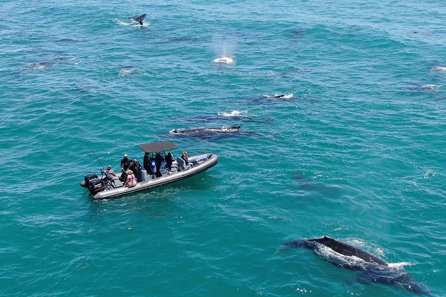 Whale Expedition SA image