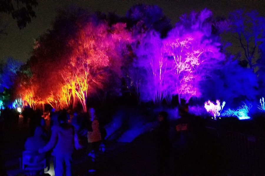 Lightscape At The La Arboretum image