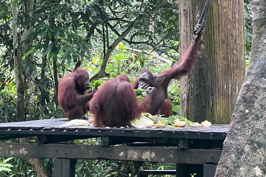 Sepilok Orangutan Rehabilitation Centre image