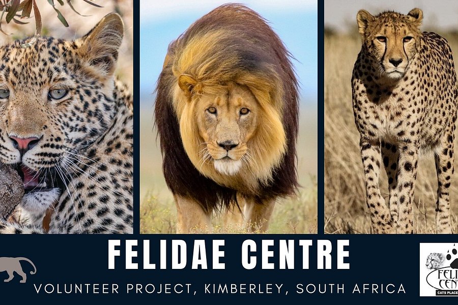 Felidae Centre image