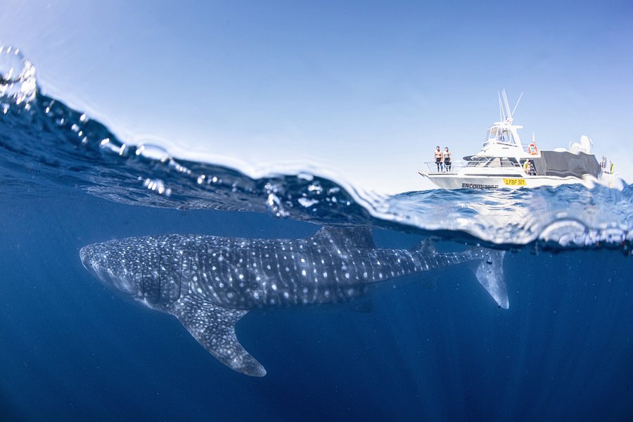 Ningaloo Reef WhaleSharks image