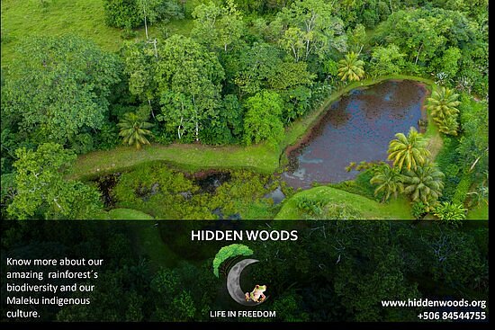 Hidden Woods CR image