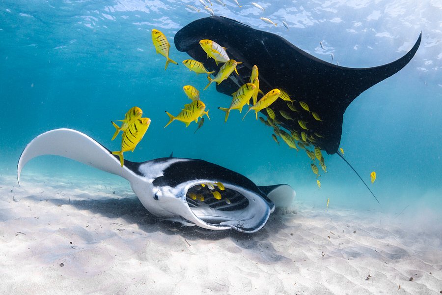 Ningaloo Reef Dive image