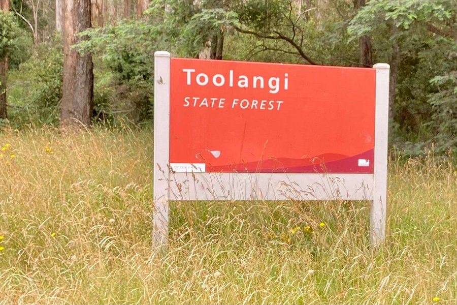 Toolangi State Forest image