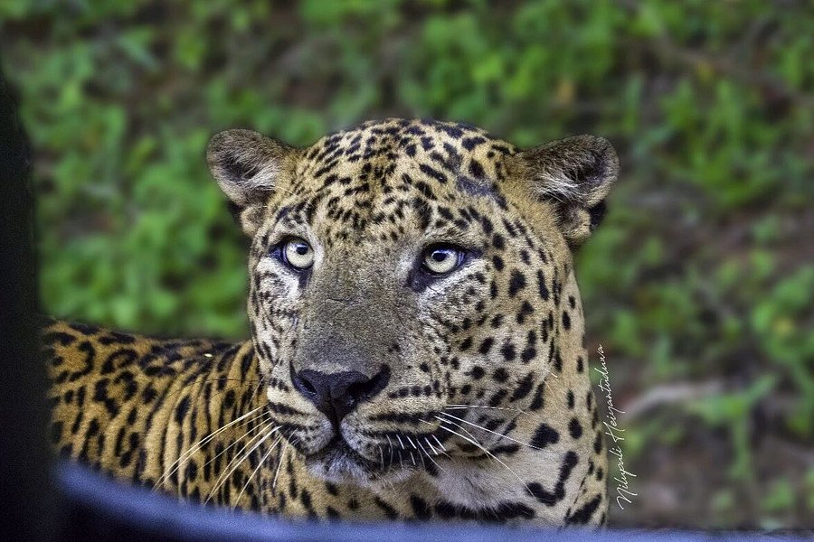 Yala Leopard Eye Safari image